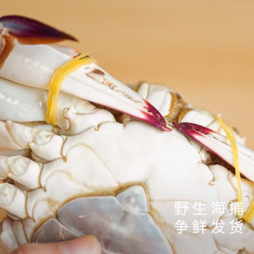 饱记 东海红膏梭子蟹野生肥美鲜顺丰冷鲜发货 商品图2