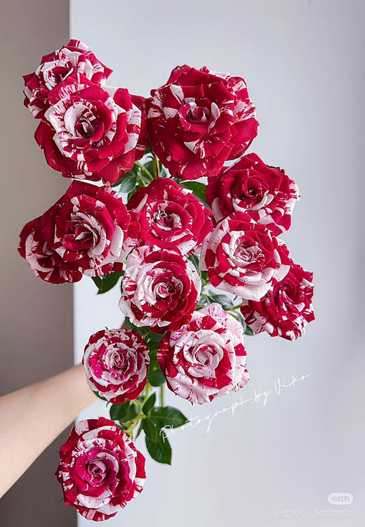 国产多头玫-【鸳鸯泡泡】 商品图1