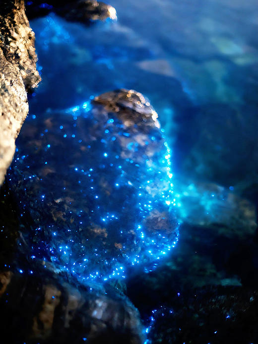 周末1天【天津蓝眼泪】浪尖跃动的“蓝色星河”の蓝眼泪奇观-东疆港日出&海鸥 商品图3