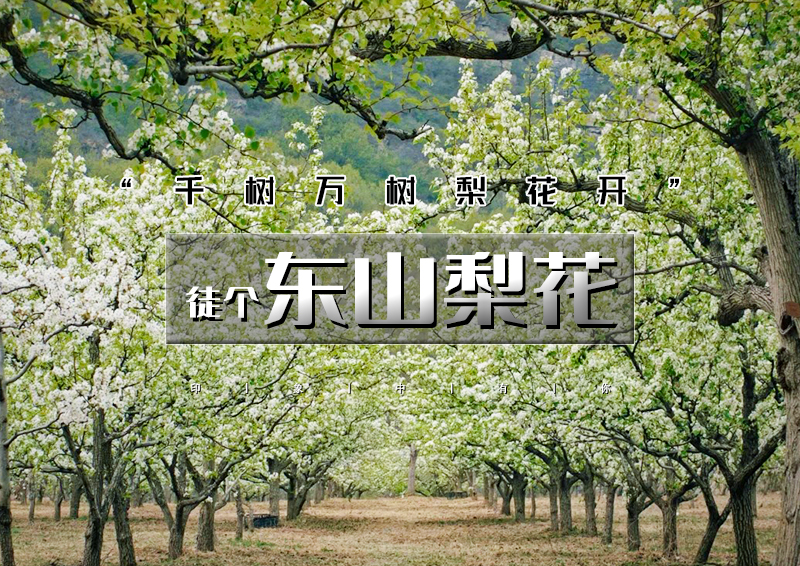 1日｜东山梨花｜京城边陲的“香雪海”の东山贡梨园～东山古道环穿｜13公里