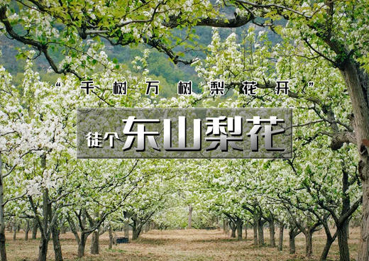 1日｜东山梨花｜京城边陲的“香雪海”の东山贡梨园～东山古道环穿｜13公里 商品图0