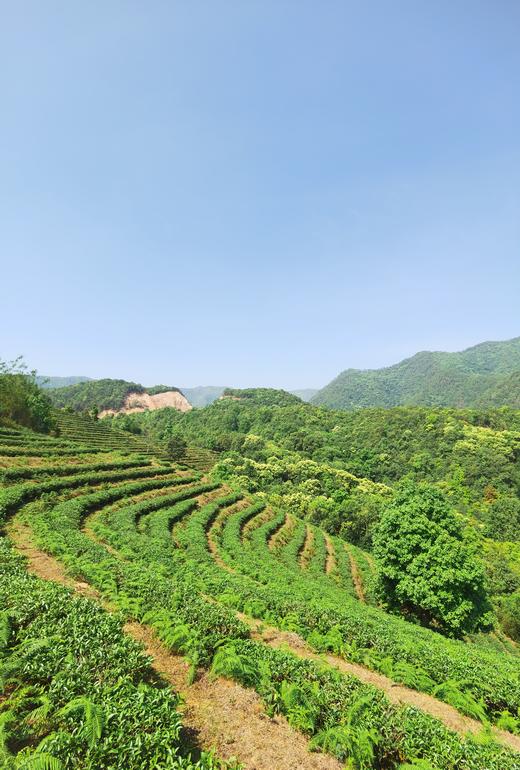 老家有地-红玉 商品图4