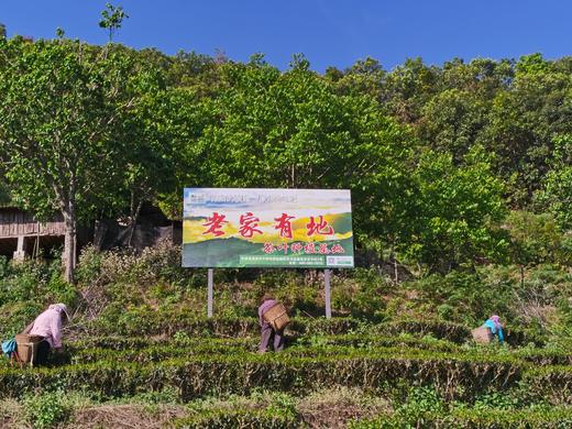 老家有地-红玉 商品图3
