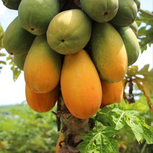 【树上熟海南木瓜】“自带奶香”的神仙水果！真正在树上自然成熟、吸饱了热带阳光的“树上熟”，切开后满屋子都是浓郁的果香，口感像牛奶布丁一样丝滑，甜度高达15°，一口下去全是汁水！ 商品图2