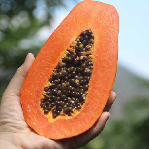 【树上熟海南木瓜】“自带奶香”的神仙水果！真正在树上自然成熟、吸饱了热带阳光的“树上熟”，切开后满屋子都是浓郁的果香，口感像牛奶布丁一样丝滑，甜度高达15°，一口下去全是汁水！ 商品图6