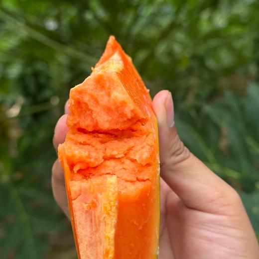 【树上熟海南木瓜】“自带奶香”的神仙水果！真正在树上自然成熟、吸饱了热带阳光的“树上熟”，切开后满屋子都是浓郁的果香，口感像牛奶布丁一样丝滑，甜度高达15°，一口下去全是汁水！ 商品图5