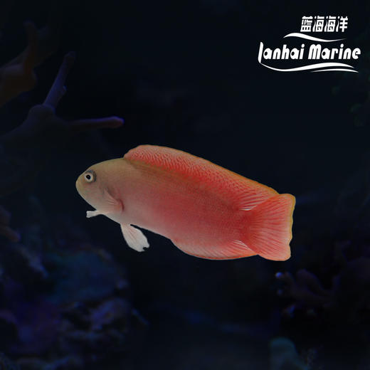 红猫 母 商品图0