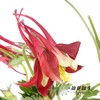 配花 | 耧斗花霞光 商品缩略图2