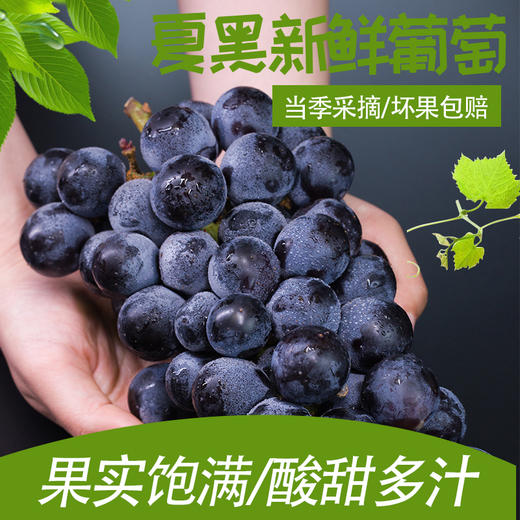 第十一年订单式种植【云南夏黑葡萄】无籽或少籽，不打膨大剂，多挂树20天采摘，风味十足（72小时内发货） 商品图2