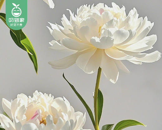 【预售-4月20日配送】四川重瓣芍药花（凤羽落金池）/1扎（10枝） 商品图4