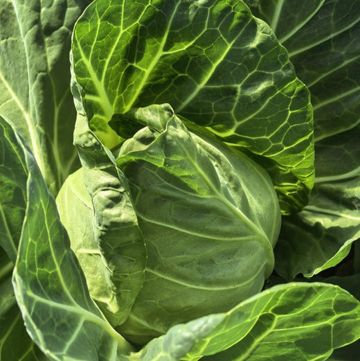 【下单后48小时发货】河北张家口 生态有机蔬菜包5斤装左右/箱，球生菜、绿甘蓝、娃娃菜、莴笋，也可每种单选 商品图6