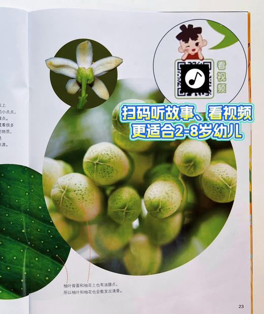 【超划算】小聪仔科普版2025年7-12月半年珍藏+加送精选幼儿过刊2本  2-8岁儿童 商品图2