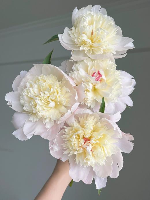 【四川重瓣芍药】花香似荔枝，沁人心脾，渐变偏光粉质感，花瓣半透明 特别仙气 商品图6