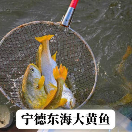 🐟宁德深海80-100米野化养殖黄鱼、4*250g条/箱 冰鲜空运 商品图1