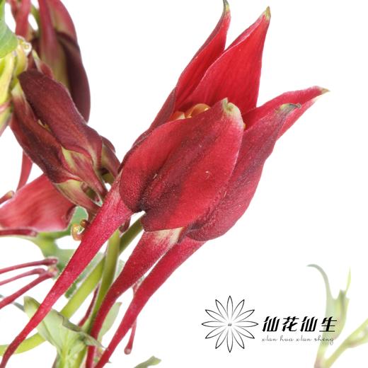 配花 | 耧斗花霞光 商品图4