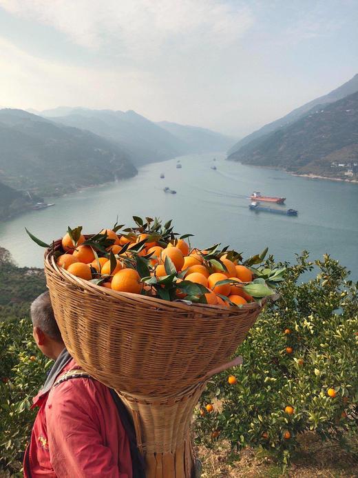 【峡江橙·春日伦晚】新鲜现摘 香甜多汁 细嫩无渣 富含丰富维生素C，一口爆汁-CC 商品图4