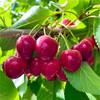 新疆车厘子 大樱桃 应季水果 商品缩略图4