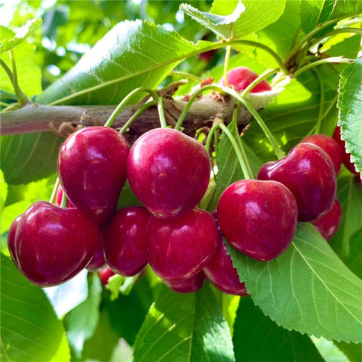 新疆车厘子 大樱桃 应季水果 商品图4