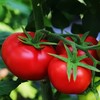 新疆普罗旺斯西红柿 沙瓤爆汁 皮薄酸甜 自然熟0催红 商品缩略图2