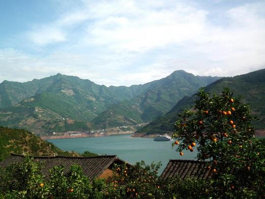 【峡江橙·春日伦晚】新鲜现摘 香甜多汁 细嫩无渣 富含丰富维生素C，一口爆汁-CC 商品图2