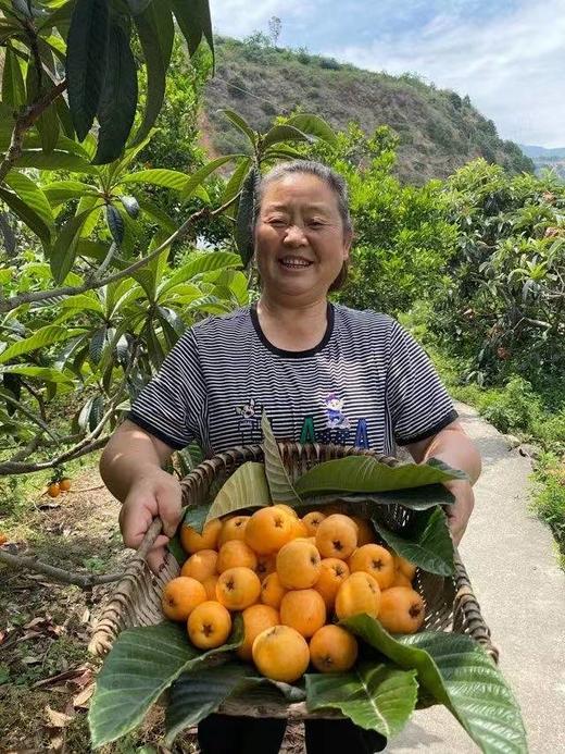 攀枝花米易.冬季早钟枇杷（4盒x400克30克+果型） 商品图1