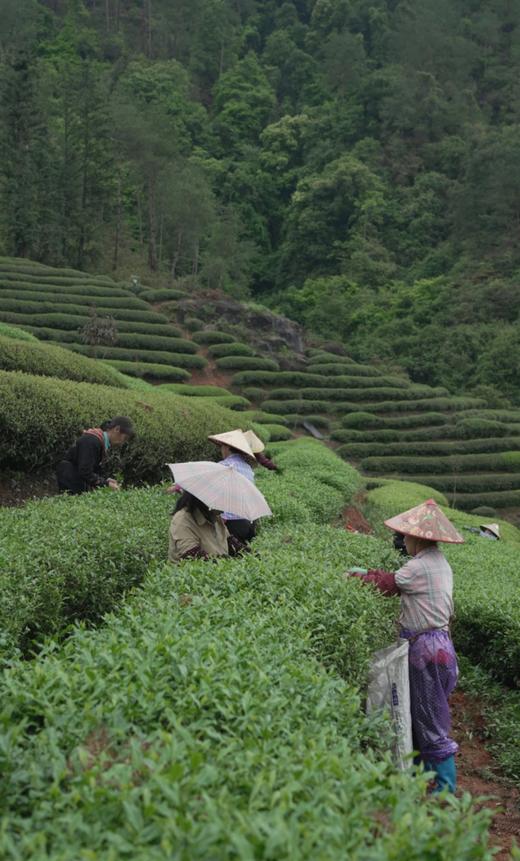 新品首发---清欢玉琼。花香四溢、清雅悠香 商品图4