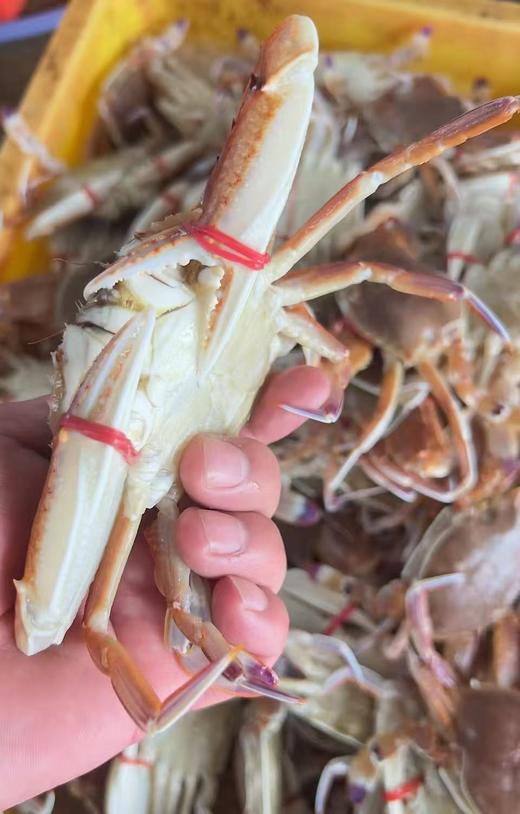 多肉扁蟹🦀饱满不缩肉，煮粥 、爆炒、蟹肉煲，鲜美可口😊【新鲜活冻】 商品图2