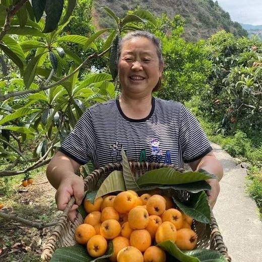 丨有机丨米易高山枇杷 四川攀枝花米易县无污染山地种植 商品图13