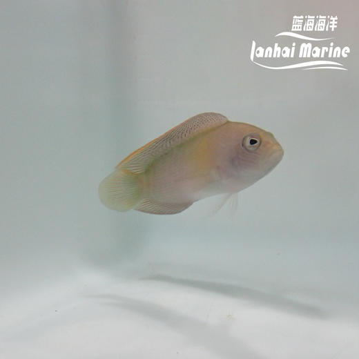 红猫 母 商品图9