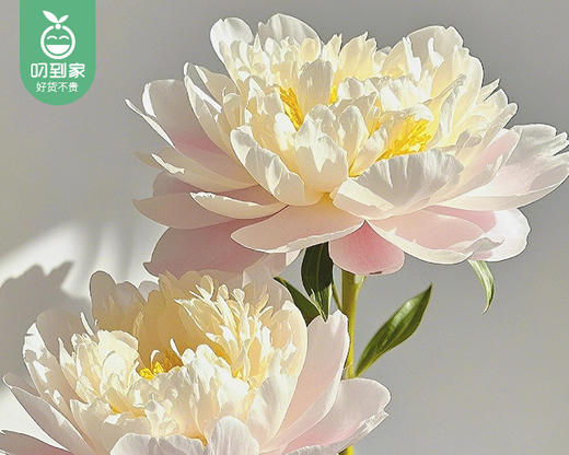 【预售-4月20日配送】四川重瓣芍药花（凤羽落金池）/1扎（10枝） 商品图1