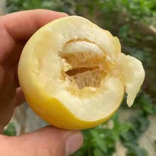 如蜂蜜般甜脆！【山东冰糖蜜罐甜瓜 】3斤/4.5斤 浓香多汁 肉脆瓤蜜爽口不齁喉 外皮薄 直接洗洗带皮吃 商品图12