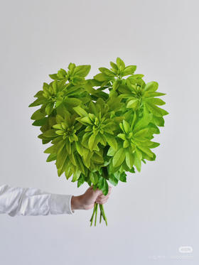 国产花材-【墨西哥橘叶】