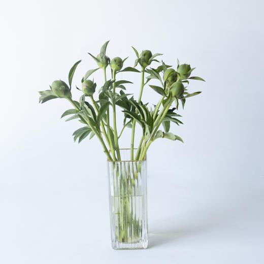 【四川重瓣芍药】花香似荔枝，沁人心脾，渐变偏光粉质感，花瓣半透明 特别仙气 商品图8