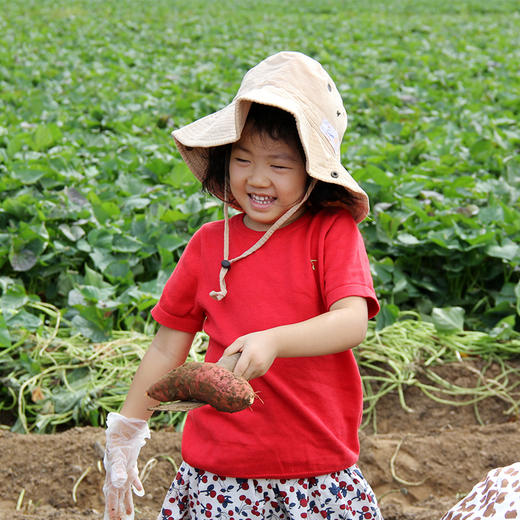 密云红薯地2026年开始认领啦！限量300块  先到先得 认领30㎡/块  农耕体验乐趣多！ 商品图3