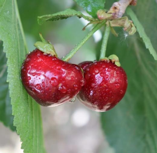 新疆车厘子 大樱桃 应季水果 商品图9