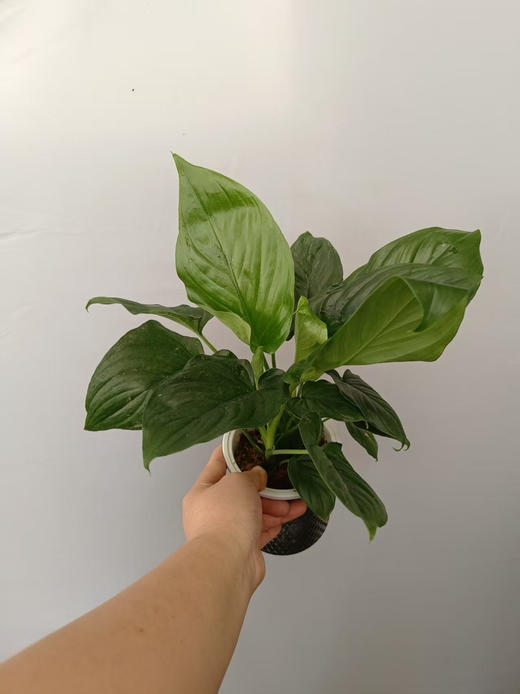 预售15号到货 轻奢水培绿芙蓉 商品图0