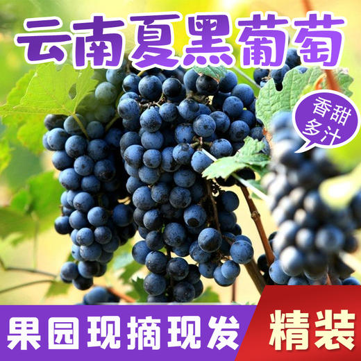 第十一年订单式种植【云南夏黑葡萄】无籽或少籽，不打膨大剂，多挂树20天采摘，风味十足（72小时内发货） 商品图1