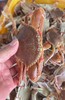 多肉扁蟹🦀饱满不缩肉，煮粥 、爆炒、蟹肉煲，鲜美可口😊【新鲜活冻】 商品缩略图3