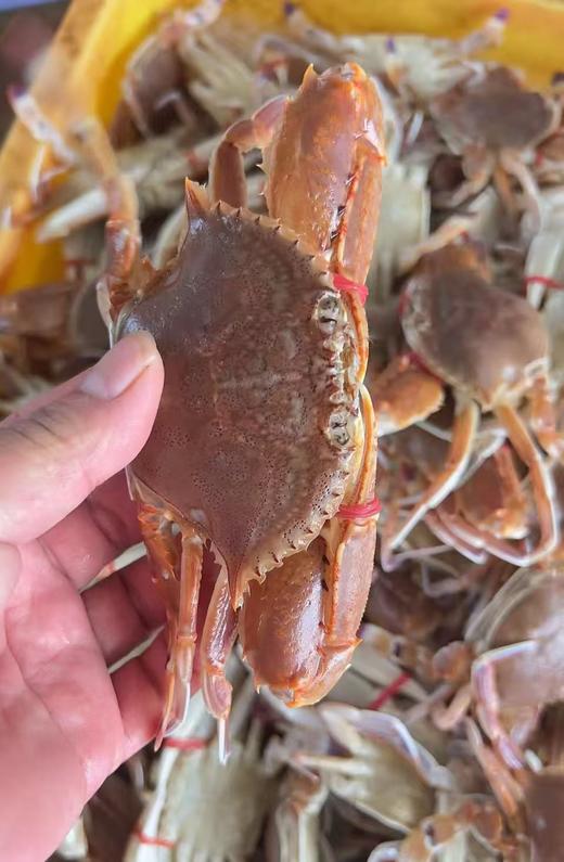 多肉扁蟹🦀饱满不缩肉，煮粥 、爆炒、蟹肉煲，鲜美可口😊【新鲜活冻】 商品图3