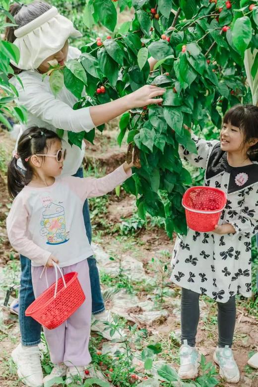 4.18已成团！彭州老鹰岩摘樱桃、挖笋、藤蔓秋千、木梯攀爬、绳索攀登、石板滩速降～ 商品图2