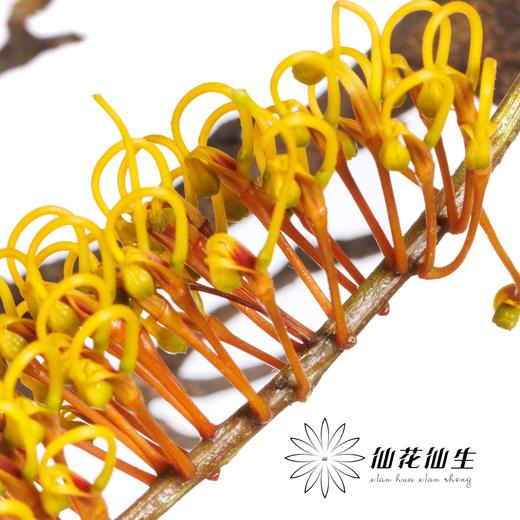 叶材 | 银桦树 商品图4