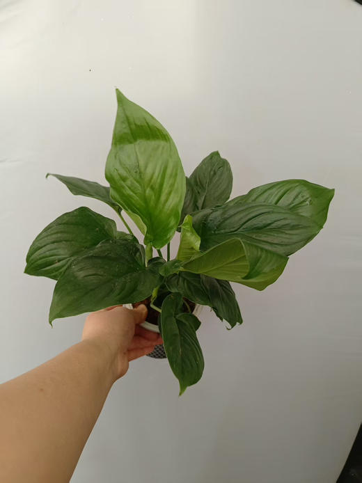 预售15号到货 轻奢水培绿芙蓉 商品图1