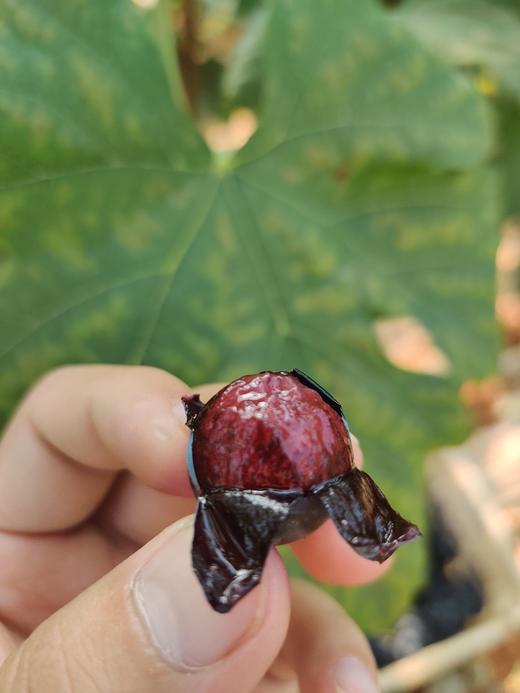 第十一年订单式种植【云南夏黑葡萄】无籽或少籽，不打膨大剂，多挂树20天采摘，风味十足（72小时内发货） 商品图9