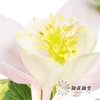 配花 | 耧斗花粉盏 商品缩略图1