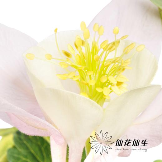 配花 | 耧斗花粉盏 商品图1