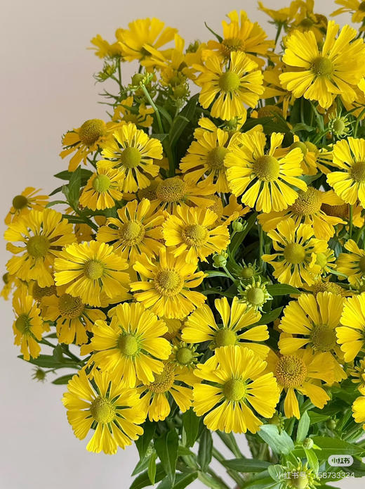 预售15号到货 油画小菊 春天蓬勃的生命力 一扎300g 商品图1