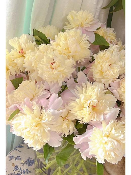 【四川重瓣芍药】花香似荔枝，沁人心脾，渐变偏光粉质感，花瓣半透明 特别仙气 商品图3