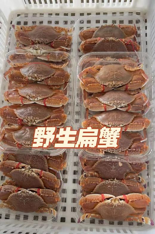 多肉扁蟹🦀饱满不缩肉，煮粥 、爆炒、蟹肉煲，鲜美可口😊【新鲜活冻】 商品图1