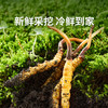 【高原第一鲜·西藏鲜冬虫夏草】2026头茬新鲜鲜虫草！源自“世界屋脊”西藏 核心产区 源头采挖 季节限定 高山雪顶 净土好草 五折预售中！（拍2发3） 商品缩略图4