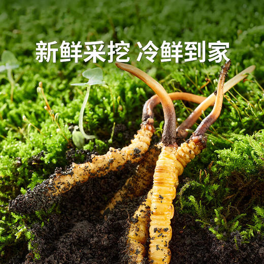 【高原第一鲜·西藏鲜冬虫夏草】2026头茬新鲜鲜虫草！源自“世界屋脊”西藏 核心产区 源头采挖 季节限定 高山雪顶 净土好草 五折预售中！（拍2发3） 商品图4